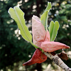 Magnolia officinalis var. biloba (source of hòu pò) buds in April, Arnold Arboretum in Boston