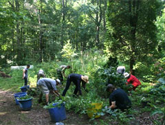 Morning weeding party at Mountain Gardens, Burnsville NC, during the intensive program in August