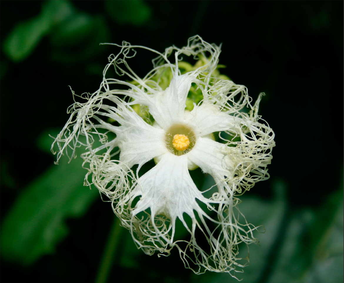 Trichosanthes kirilowii Maxim. (Cucurbitaceae). Source of guā lóu, tiān huā fěn Chinese cucumber fruit, root powder