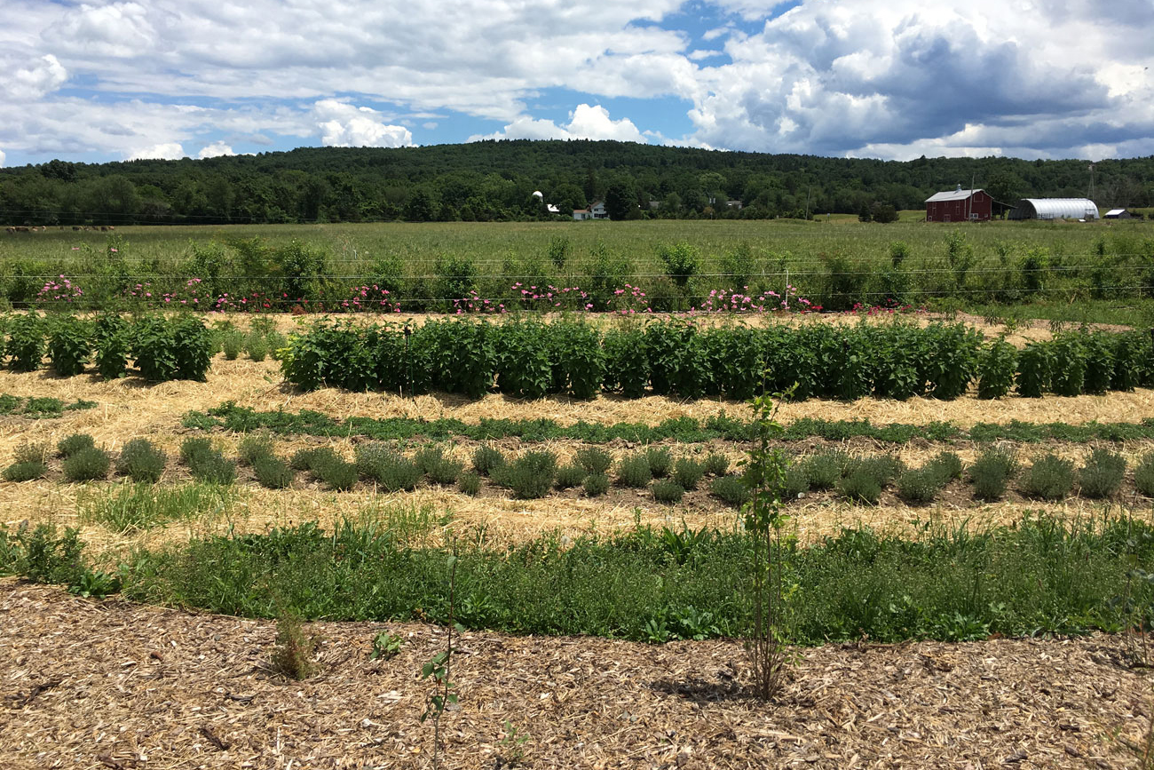 Designed bedding system with hedgerow border, first year