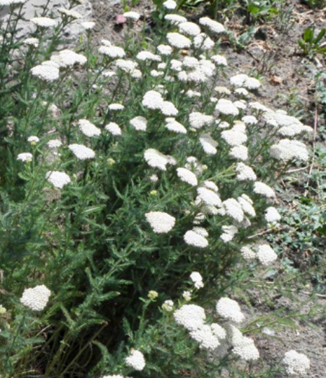 Achillea alpina