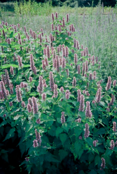 Agastache rugosa