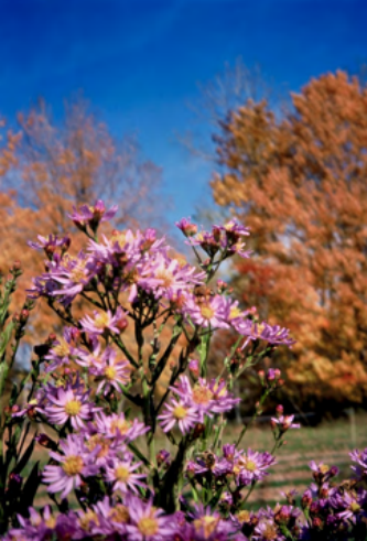 Aster tataricus