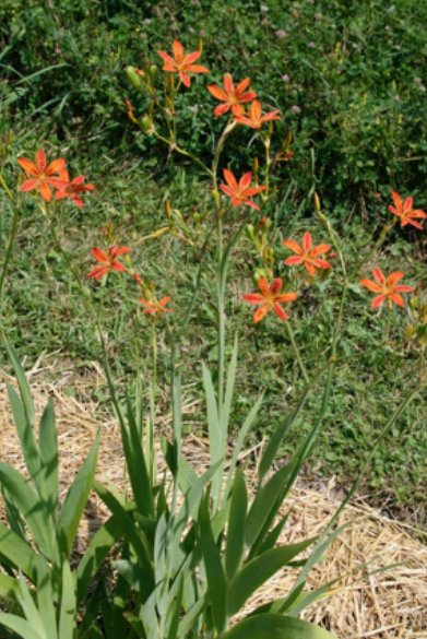 Belamcanda chinensis