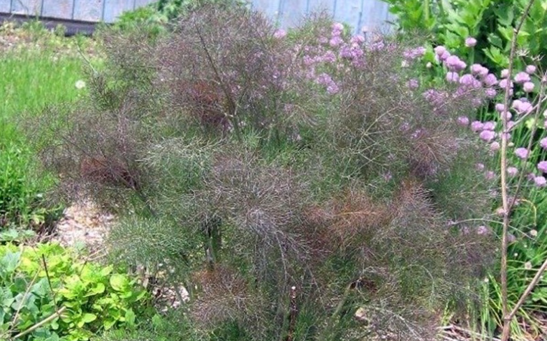 Foeniculum vulgare