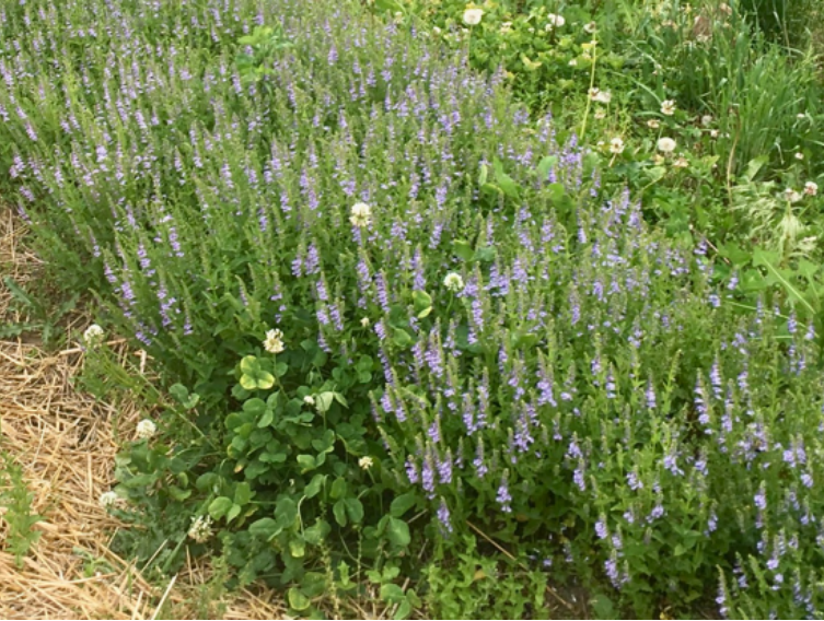 Scutellaria barbata